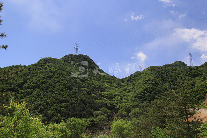 植被景观