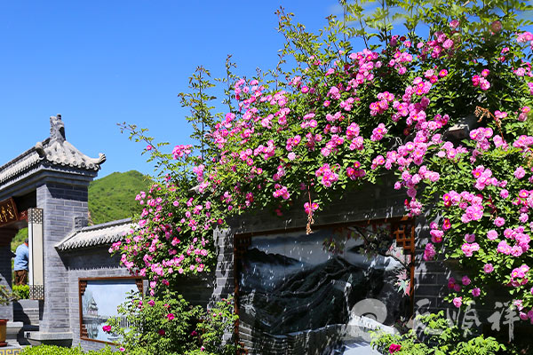 天寿陵园花开满墙